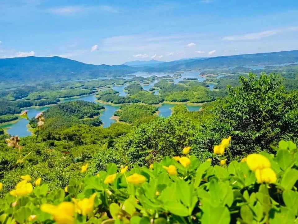 Hoa vàng mùa khô trên sườn đồi quanh hồ